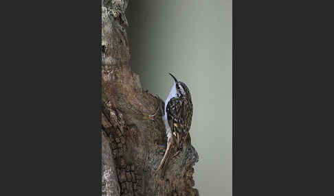 Waldbaumläufer (Certhia familiaris)