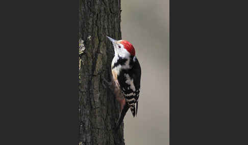 Mittelspecht (Dendrocopos medius)