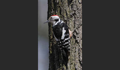 Mittelspecht (Dendrocopos medius)