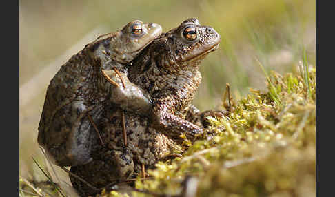 Erdkröte (Bufo bufo)