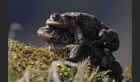 Erdkröte (Bufo bufo)