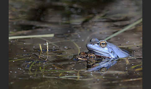 Moorfrosch (Rana arvalis)