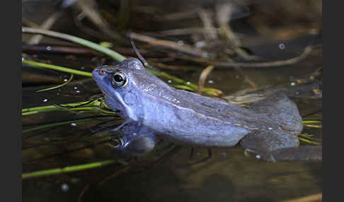 Moorfrosch (Rana arvalis)