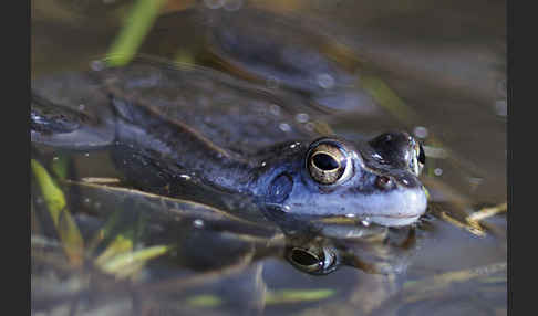 Moorfrosch (Rana arvalis)