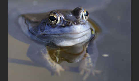 Moorfrosch (Rana arvalis)