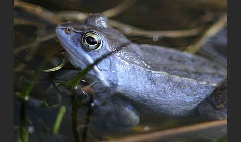 Moorfrosch (Rana arvalis)