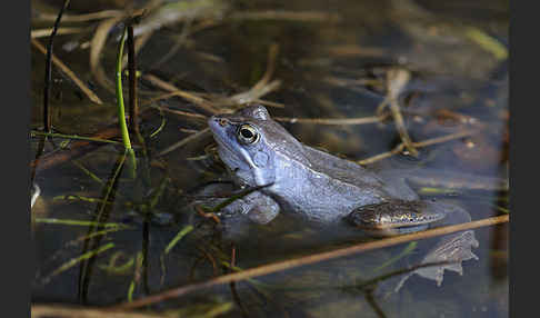 Moorfrosch (Rana arvalis)