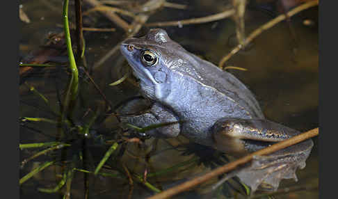 Moorfrosch (Rana arvalis)