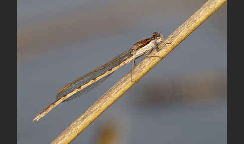 Gemeine Winterlibelle (Sympecma fusca)