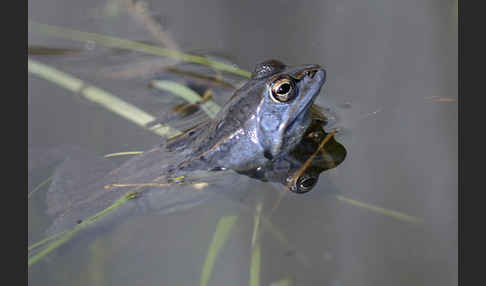 Moorfrosch (Rana arvalis)