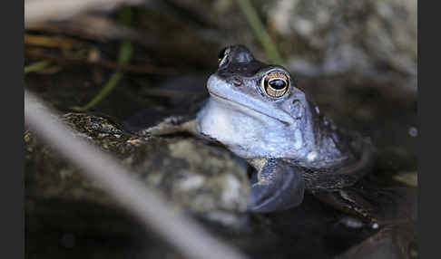 Moorfrosch (Rana arvalis)