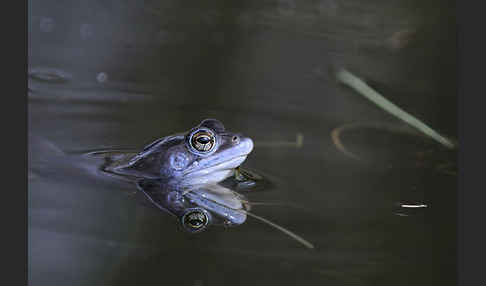 Moorfrosch (Rana arvalis)