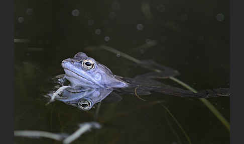 Moorfrosch (Rana arvalis)