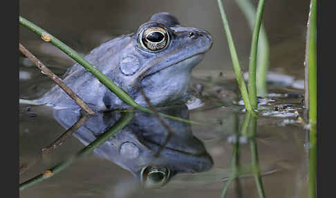 Moorfrosch (Rana arvalis)