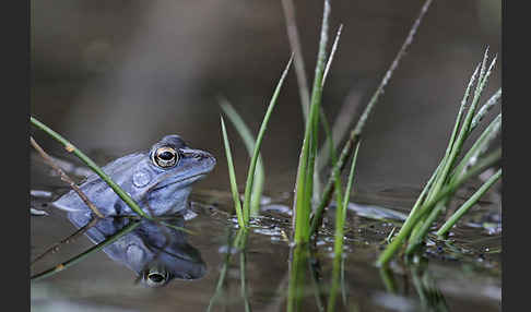 Moorfrosch (Rana arvalis)