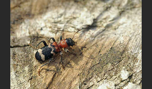 Ameisenbuntkäfer (Thanasimus formicarius)