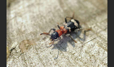 Ameisenbuntkäfer (Thanasimus formicarius)