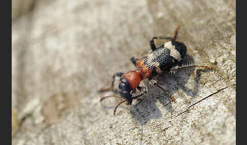 Ameisenbuntkäfer (Thanasimus formicarius)