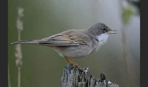 Dorngrasmücke (Sylvia communis)