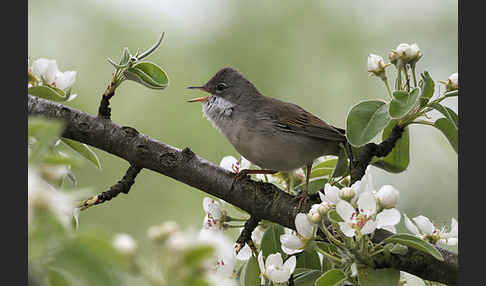 Dorngrasmücke (Sylvia communis)