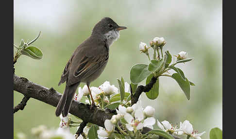 Dorngrasmücke (Sylvia communis)