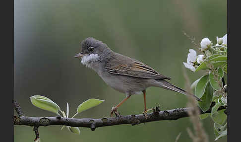 Dorngrasmücke (Sylvia communis)