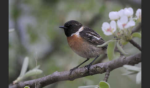 Schwarzkehlchen (Saxicola torquata)