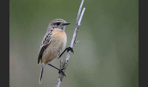 Schwarzkehlchen (Saxicola torquata)