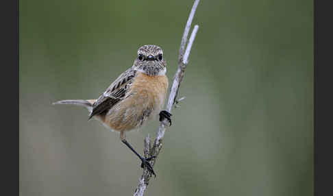 Schwarzkehlchen (Saxicola torquata)