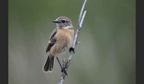 Schwarzkehlchen (Saxicola torquata)