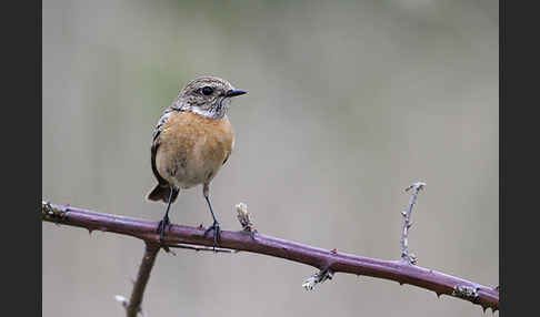 Schwarzkehlchen (Saxicola torquata)