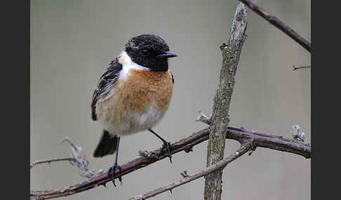 Schwarzkehlchen (Saxicola torquata)