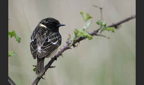 Schwarzkehlchen (Saxicola torquata)