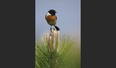 Schwarzkehlchen (Saxicola torquata)