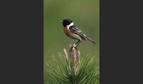 Schwarzkehlchen (Saxicola torquata)