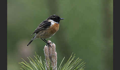 Schwarzkehlchen (Saxicola torquata)