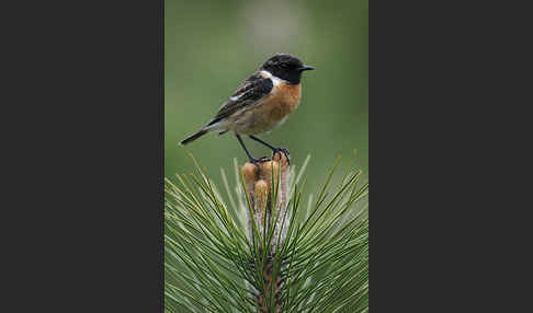 Schwarzkehlchen (Saxicola torquata)