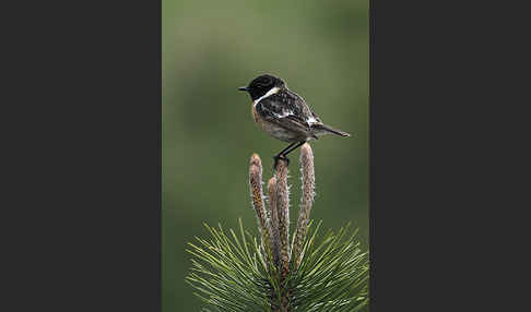 Schwarzkehlchen (Saxicola torquata)