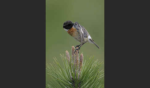 Schwarzkehlchen (Saxicola torquata)