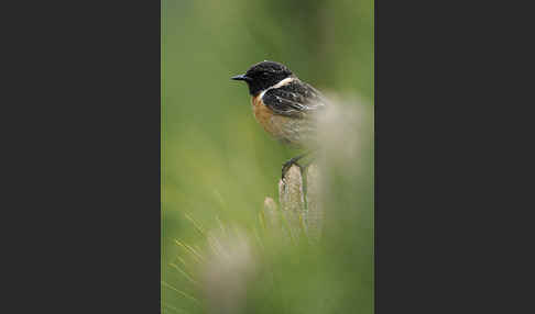 Schwarzkehlchen (Saxicola torquata)