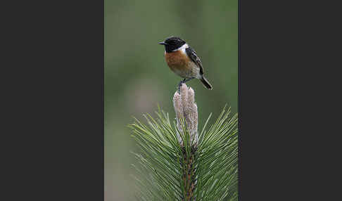 Schwarzkehlchen (Saxicola torquata)