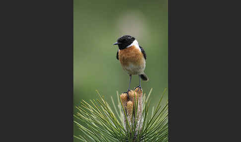 Schwarzkehlchen (Saxicola torquata)