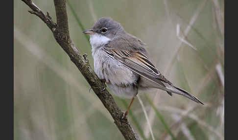 Dorngrasmücke (Sylvia communis)