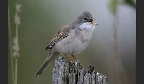 Dorngrasmücke (Sylvia communis)