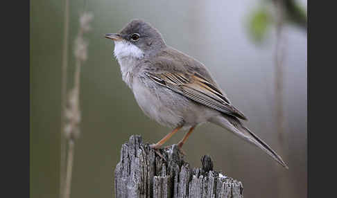 Dorngrasmücke (Sylvia communis)