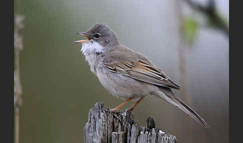 Dorngrasmücke (Sylvia communis)