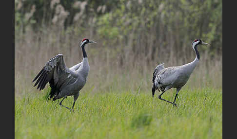 Kranich (Grus grus)