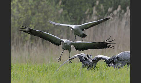 Kranich (Grus grus)