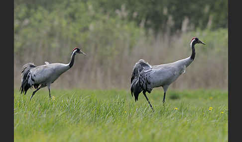 Kranich (Grus grus)