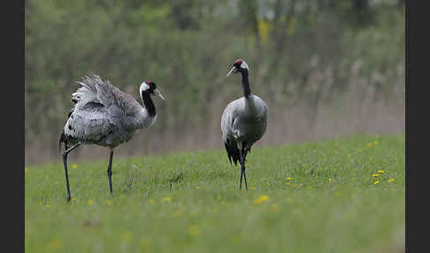 Kranich (Grus grus)